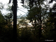 La ville à travers la forêt